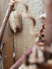 Pseudomantis albofimbriata