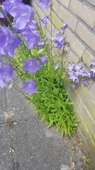 Campanula persicifolia