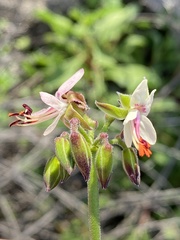 Pelargonium laxum
