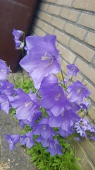 Campanula persicifolia
