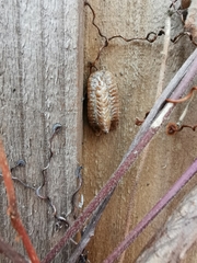 Pseudomantis albofimbriata