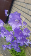 Campanula persicifolia