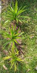 Pandanus amaryllifolius