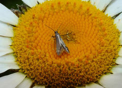 Schreckensteinia erythriella