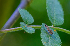 Cydia strobilella