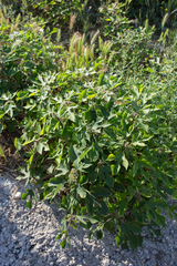 Broussonetia papyrifera