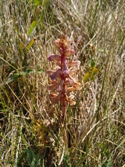 Orobanche amethystea