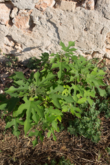 Broussonetia papyrifera