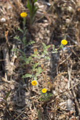 Anacyclus valentinus