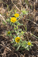 Pallenis spinosa