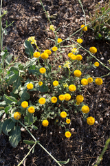 Anacyclus valentinus