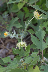 Calendula arvensis