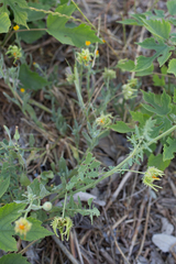Calendula arvensis