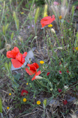 Papaver rhoeas