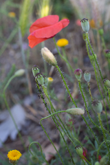 Papaver rhoeas