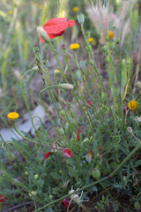 Papaver rhoeas