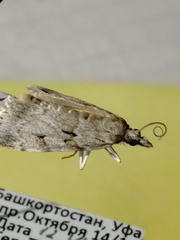 Scoparia subfusca