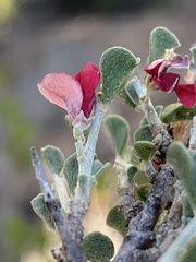 Indigofera obcordata