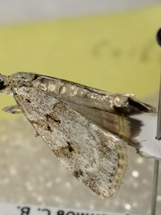 Scoparia subfusca