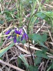 Solanum dulcamara