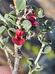 Indigofera obcordata