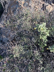 Indigofera obcordata