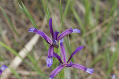 Iris sintenisii