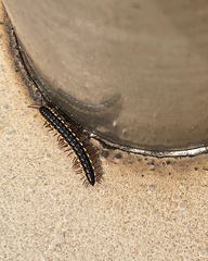 Asiomorpha coarctata