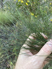 Allocasuarina inophloia