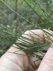 Allocasuarina inophloia