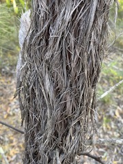 Allocasuarina inophloia
