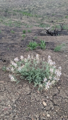 Astragalus andersonii