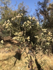 Baccharis sordescens