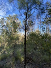 Allocasuarina inophloia
