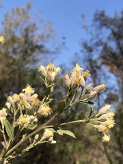 Baccharis sordescens