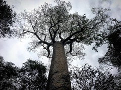 Adansonia