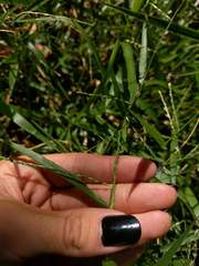 Urochloa subquadripara