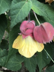 Callianthe megapotamica