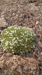 Sabulina nuttallii fragilis