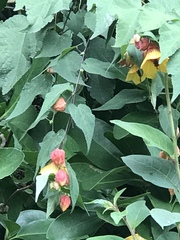 Callianthe megapotamica