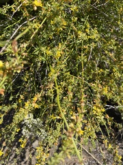 Acmispon glaber glaber