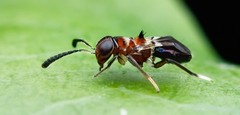Encyrtus