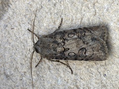 Agrotis segetum