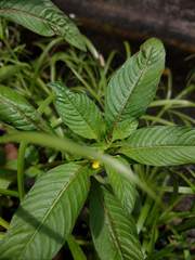 Ludwigia erecta