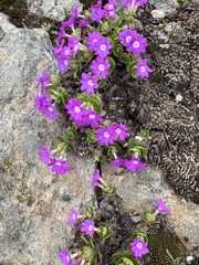 Primula hirsuta