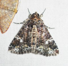 Elousa albicans