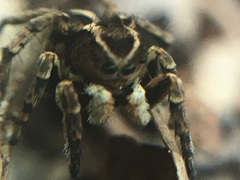 Aelurillus madagascariensis