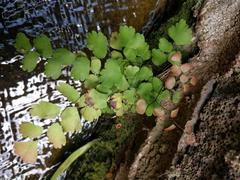 Adiantum tenerum