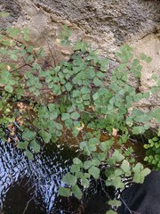 Adiantum tenerum