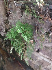 Adiantum tenerum